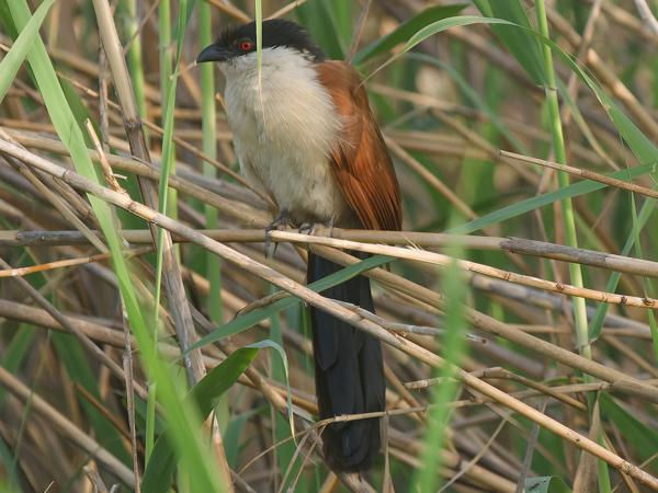 <h3><a href="/trips/gambia/biota/animalia/chordata/aves/030 cuculiformes/001 cuculidae/centropus senegalensis/centropus senegalensis-nl.html">Centropus&nbsp;senegalensis</a> / Senegal&nbsp;coucal / Senegalese&nbsp;spoorkoekoek</h3>OM-1 Mark II met OLYMPUS M.150-400mm F4.5, 1/2000 sec  bij F4.5, ISO 2000, afstand 18.8&nbsp;m